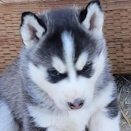 Boy 3 - Black and white Siberian Husky puppy in Sun Valley, Nevada from Arcticgrace Siberians