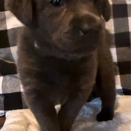 Light Purple - Charcoal female Dilute Retriever puppy in Marion, Illinois from Summer Lovin’ Labradors of Southern Illinois