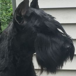 Kiwi - Giant Schnauzer
