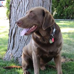 Whiskey - Labrador Retriever