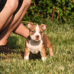Gelda - Red sable female American Bully puppy in Orlinda, Tennessee from SimplyBullies
