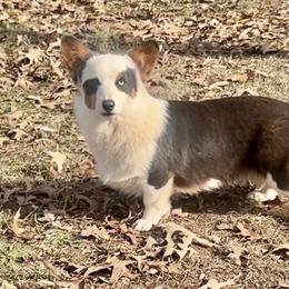 Bandit - Pembroke Welsh Corgi