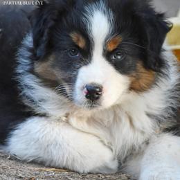 Rory - Black tri male Miniature Australian Shepherd puppy in Patterson, North Carolina from DreamLine Aussies