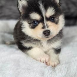 Murray - Black and white male Pomsky puppy in Mc Callsburg, Iowa from SZ Rolling Acres LLC
