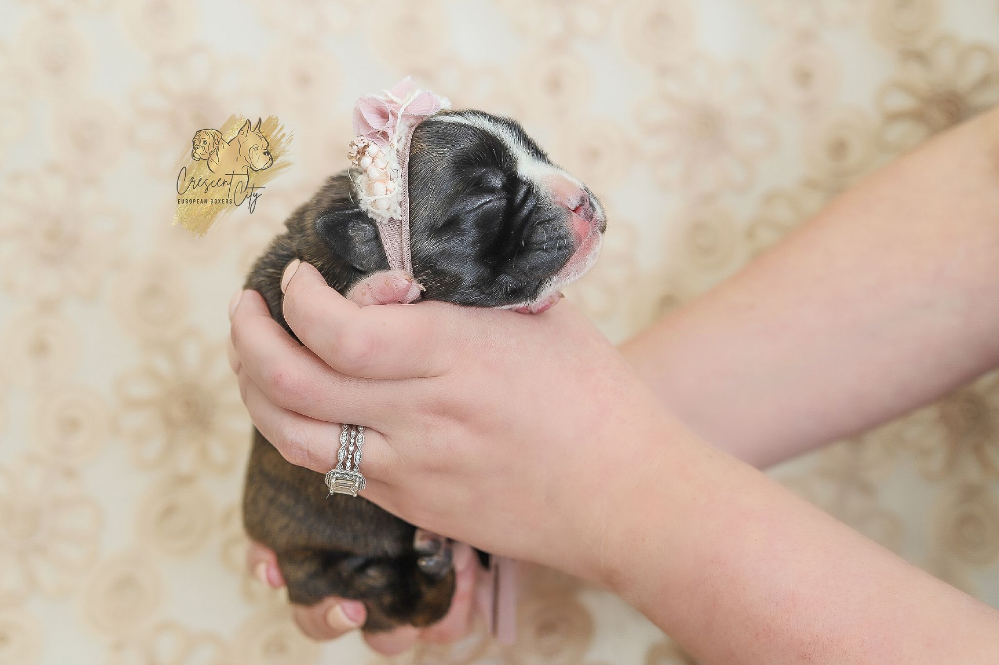 Boxer Puppies from Crescent City European Boxers