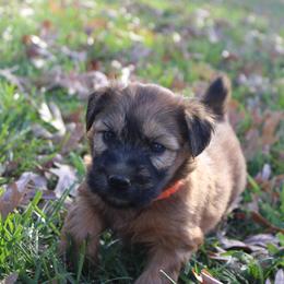Australian Shepherd and Soft Coated Wheaten Terrier Puppies from Ironwood Ridge Kennels
