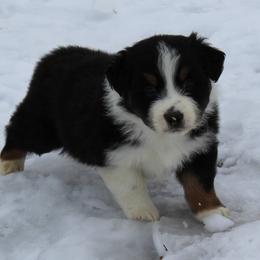 Quinn - Black tri-color male Australian Shepherd puppy in Kansas, Oklahoma from Windy G Farm