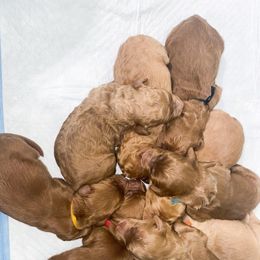 Bernedoodle, Goldendoodle, and Poodle Puppies from Teddy Doodles & Standard Poodles