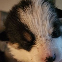 Smore - Black and tan female Pembroke Welsh Corgi puppy in Grand Blanc, Michigan from Dellinger's Corgi's