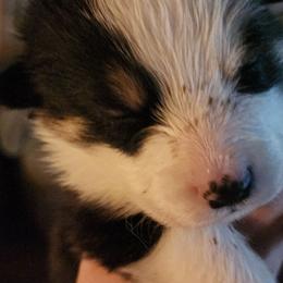 Smore - Black and tan female Pembroke Welsh Corgi puppy in Grand Blanc, Michigan from Dellinger's Corgi's