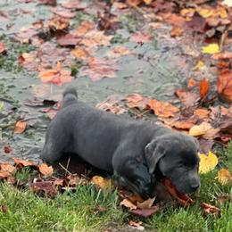 Labrador Retrievers from Nussbaum Acres