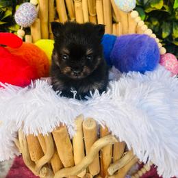 Chalupa - Black and tan male Pomeranian puppy in Buck Valley, Pennsylvania from Buck Valley Pomeranians