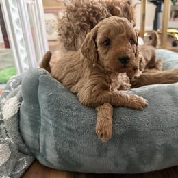 Pumpkin - Red  female Poodle puppy in Wilmington, Delaware from Imperial Poodles LLC