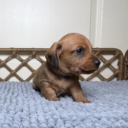 Steve - Red male Dachshund puppy in Sulphur Springs, Texas from Waggin Beach Paradise Doxies