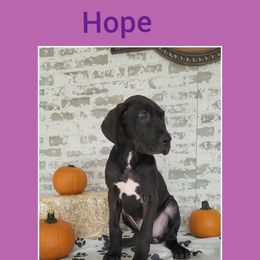 Girl 2 - Great Dane puppy in Gonzales, Louisiana from Anstatt House Of Danes