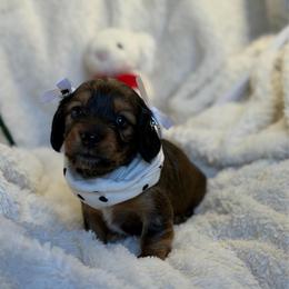 Bear - Chocolate and cream female Dachshund puppy in Lubbock, Texas from Weenie Village