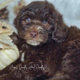Touchdown - Brown and white male Sheepadoodle puppy in Cleveland, Georgia from Jam's Doodles And Poodles
