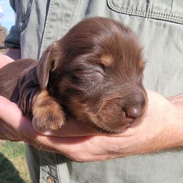 LILY BETH - Chocolate and tan female Dachshund puppy in Fort Worth, Texas from Chadwick Farms Mini Dachshunds