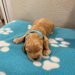Buster - Buff male Cockapoo puppy in Brookings, South Dakota from Hofer Pups