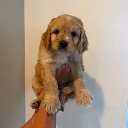 Chief - Cream male Cavapoo puppy in Payson, Utah from Country Sky Doodles