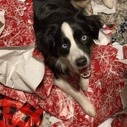 Miniature Australian Shepherd All Grown Up from Klatt's Mini Aussies