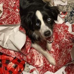 Miniature Australian Shepherd All Grown Up from Klatt's Mini Aussies