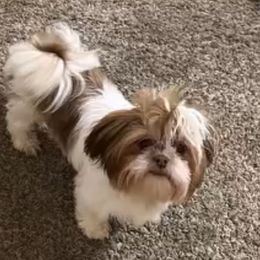 Eleanor - Shih Tzu