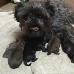 Bernese Mountain Dog and Brussels Griffon Puppies from Brooks Berner Bears