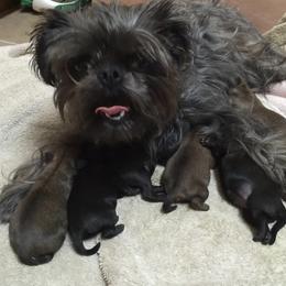 Bernese Mountain Dog and Brussels Griffon Puppies from Brooks Berner Bears