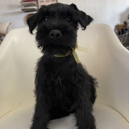 Onyx - Black male Miniature Schnauzer puppy in San Diego, California from KMS-Miniature Schnauzers