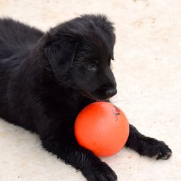 Australian Shepherd Puppies from Emory Oak Aussies
