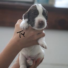 Ty - Liver and white male English Cocker Spaniel puppy in New Mexico from HighBrassGunDogs