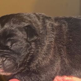 Boy4 - Black brindle male Cane Corso puppy in Gwinnett County, Georgia from Better Than You Cane Corso’s