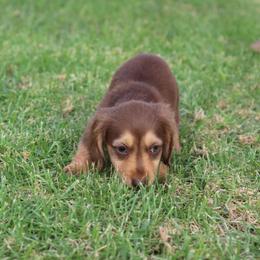 Baby Girl Twin 1 - Chocolate and tan female Dachshund puppy in Torrance, California from Dachshund Pups