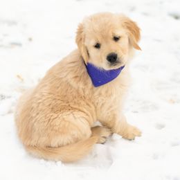 Girl 1 - Golden Retriever puppy from Gold Mountain Kennel