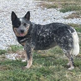 Bella - Australian Cattle Dog