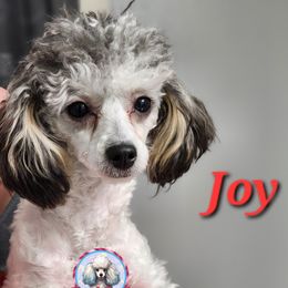 Joy - Poodle