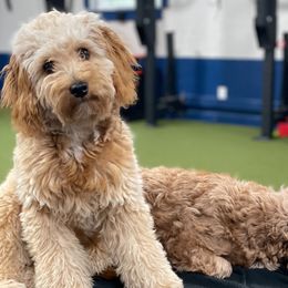 Ginger - Cavapoo