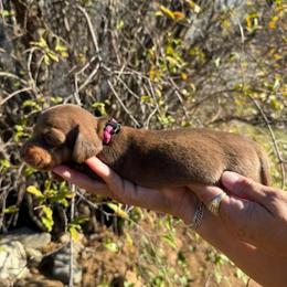 Puppy 2 - Chocolate and tan female Dachshund puppy in Riverside, California from Saddle Up Dachshunds