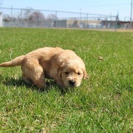 Border Collie and Golden Retriever Puppies from Kreger's K9s