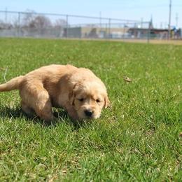 Border Collie and Golden Retriever Puppies from Kreger's K9s