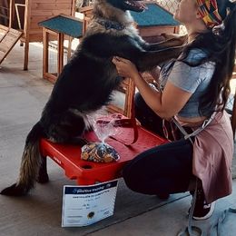 German Shepherd All Grown Up from Fox Tribe K9
