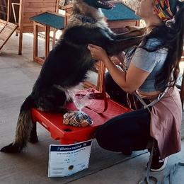 German Shepherd All Grown Up from Fox Tribe K9