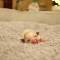 D - White and tan female Mal-Shi puppy in Sacramento, California from FurKids