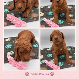 Sienna - Red  female Poodle puppy in Mount Vernon, Illinois from AMC Poodles