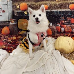 Pomsky All Grown Up from Yuna's Pomsky