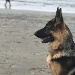 German Shepherd Puppies from Oregon German Shepherds