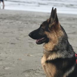 German Shepherd Puppies from Oregon German Shepherds