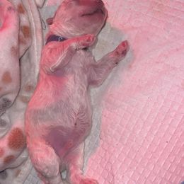 Maltipoo Puppies from JJR Doggie World LLC