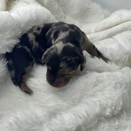Dachshund Puppies from Hart Dachshunds